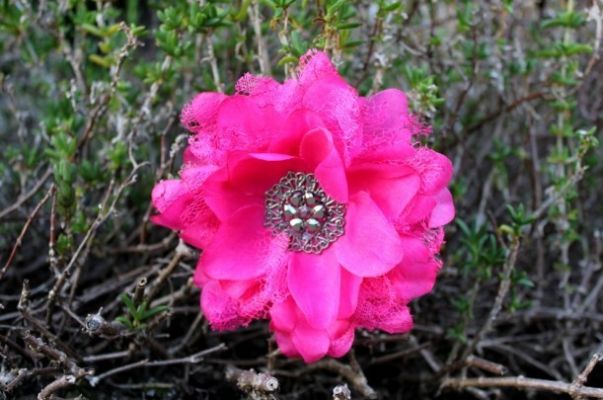 Flower Hair Clip