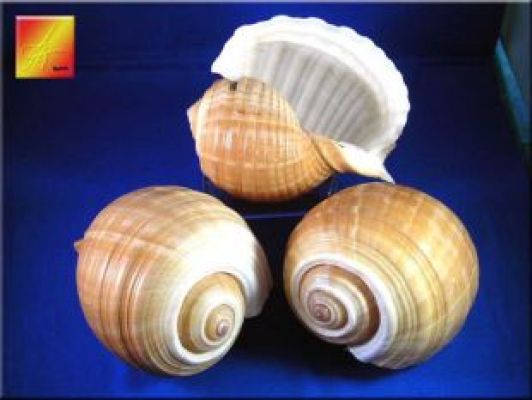 Florida Beach Weddings - Giant Tonna Galea Shell Nautical Decor (approx. 7 in)